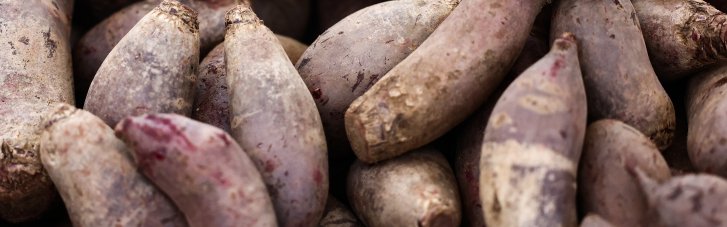 Свекла: польза и вред от популярного овоща